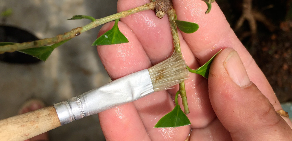 cochinillaficus2