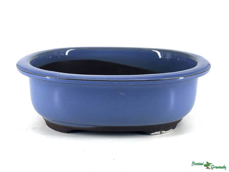 Maceta de bonsái azul mediana