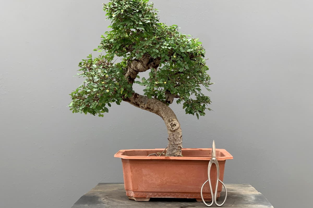 Bonsái Zelkova Parvifolia