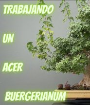 Cuidados Acer Buergeranium
