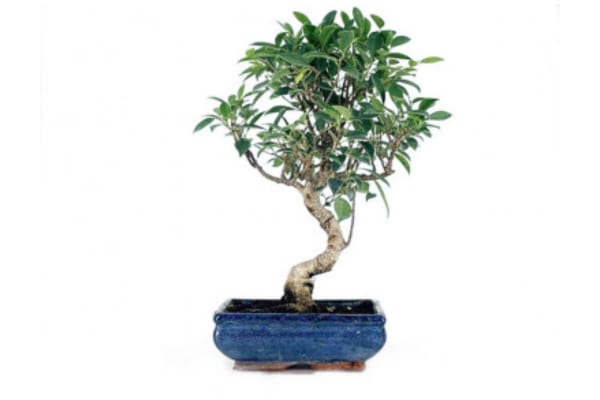Bonsái para principiantes ficus