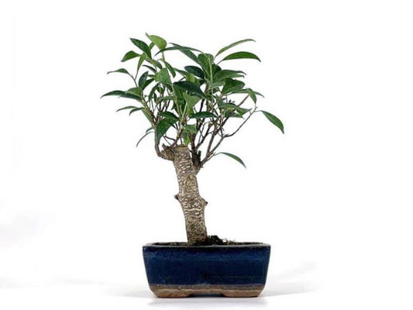 Bonsái ficus de interior