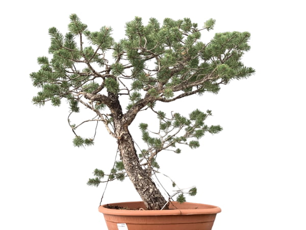 Bonsái pinus de interior