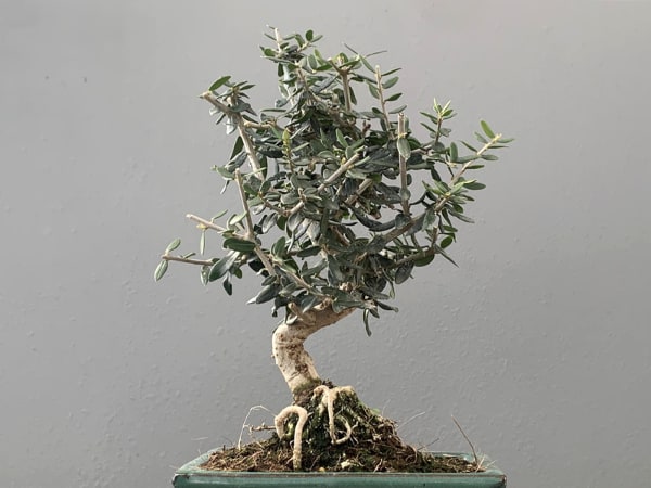 Árbol para crear un bonsái acebuche