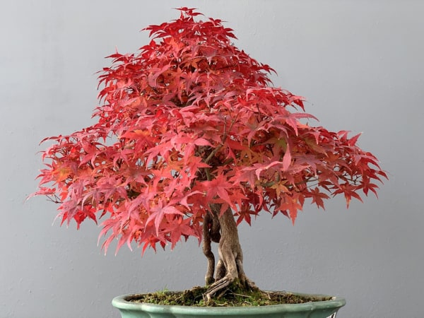 Árbol para crear un bonsái acer