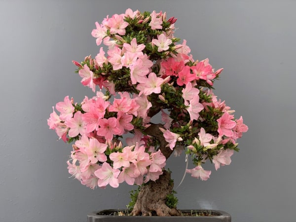 Árbol para crear un bonsái azalea