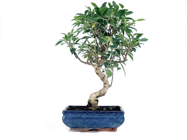 Árbol para crear un bonsái ficus