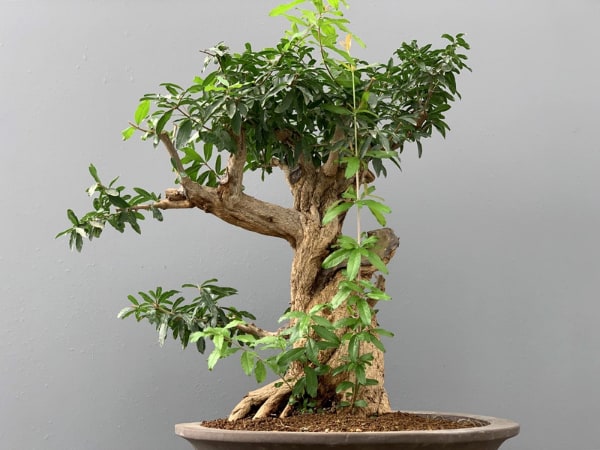 Árbol para crear un bonsái granado