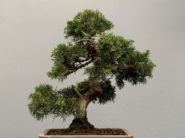 Árbol para crear un bonsái junípero