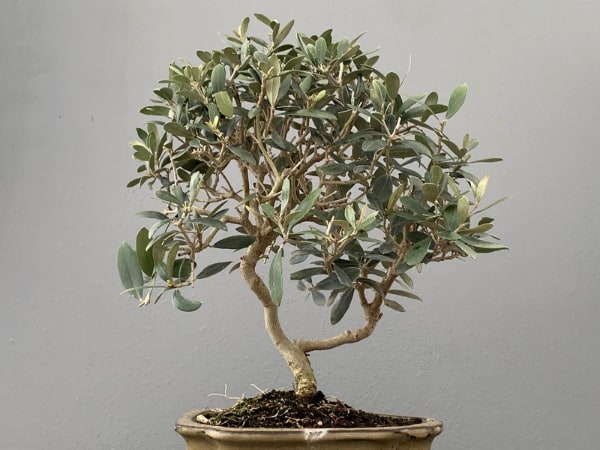 Árbol para crear un bonsái olivo