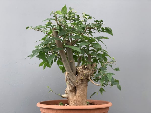 Árbol para crear un bonsái olmo