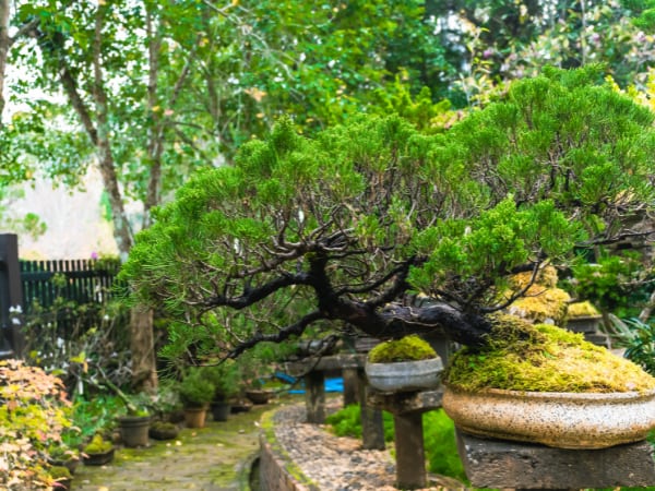 Cómo hacer un bonsái desde un árbol de vivero