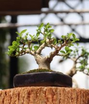 Mejores especies de árboles para crear bonsáis