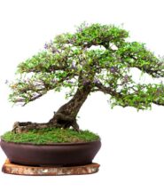 trasplante de bonsai
