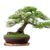 trasplante de bonsai