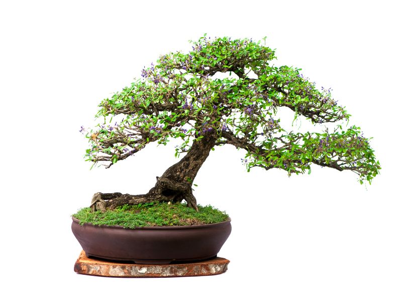 trasplante de bonsai