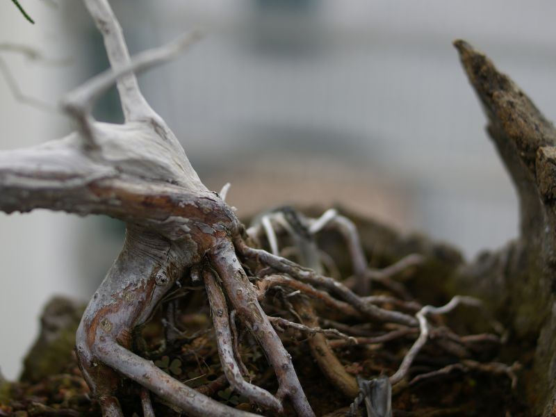 limpieza de raíces para trasplante de bonsai