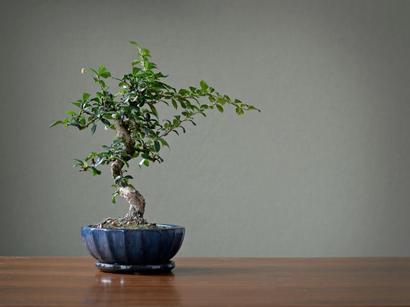 trasplante de bonsai