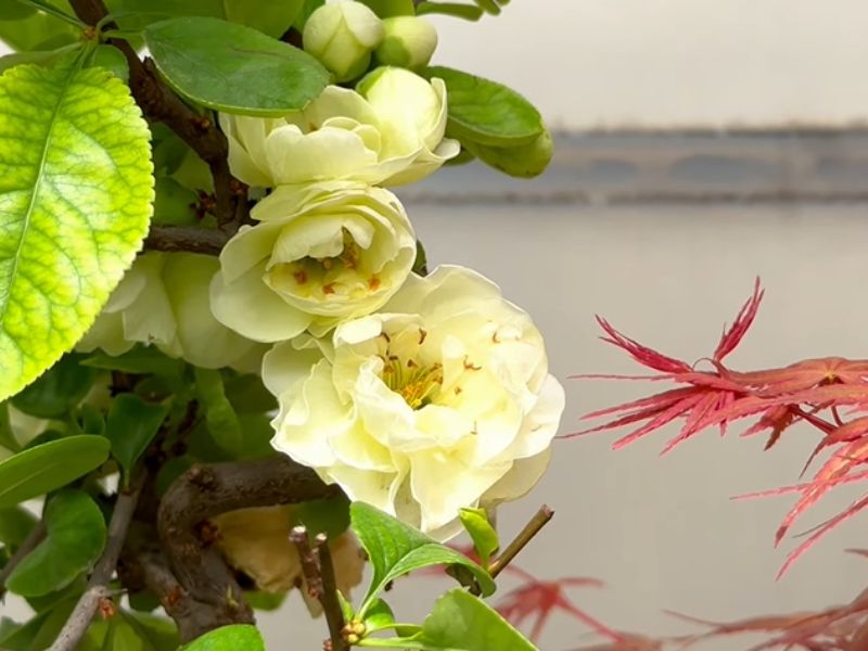 chanomeles
