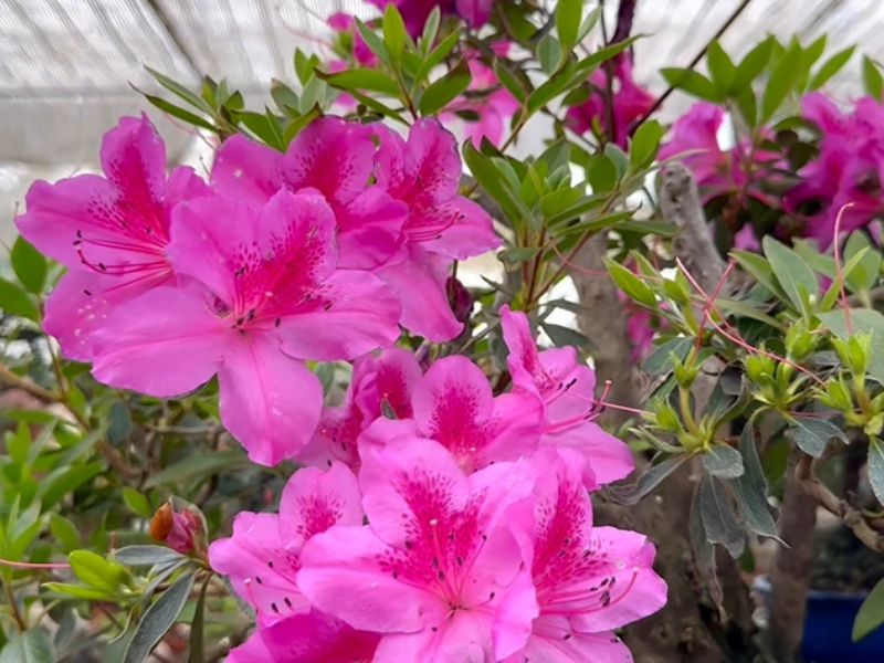 aleas multitronco