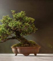 cómo pinzar un bonsai