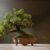 cómo pinzar un bonsai