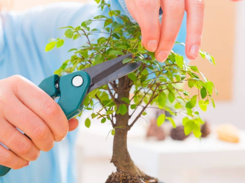 técnicas y consejos para pinzar un bonsai