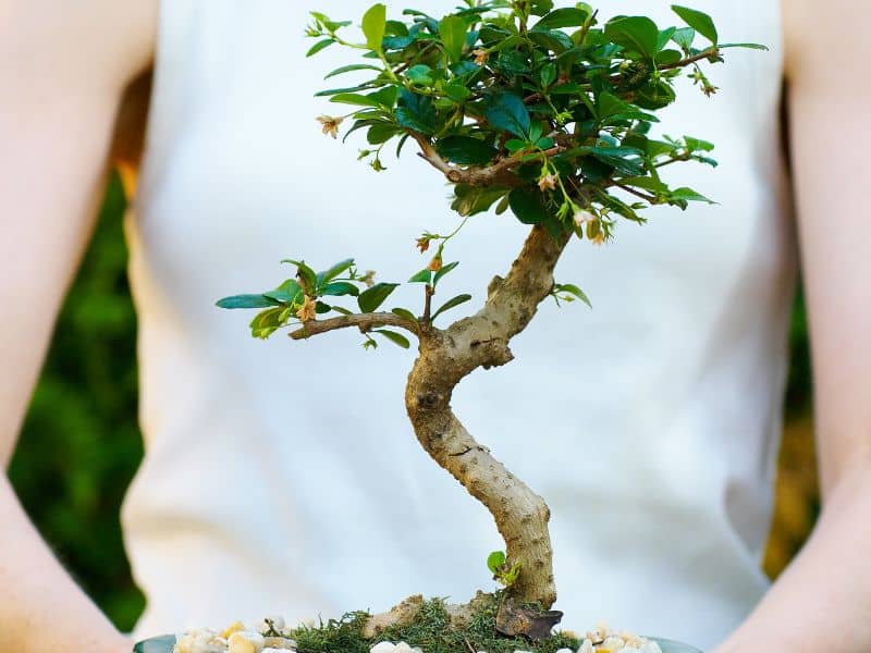 vuelvete un experto del alambrado del bonsai