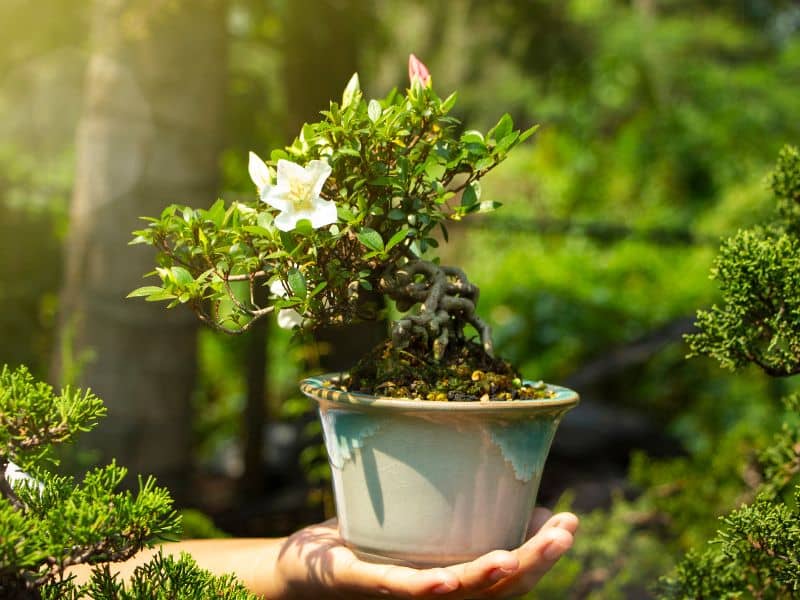 adaptacion del riego a la temperatura ideal para un bonsai