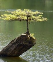 Temperatura ideal para un bonsai