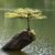 Temperatura ideal para un bonsai