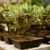 como hacer un bonsai de olivo