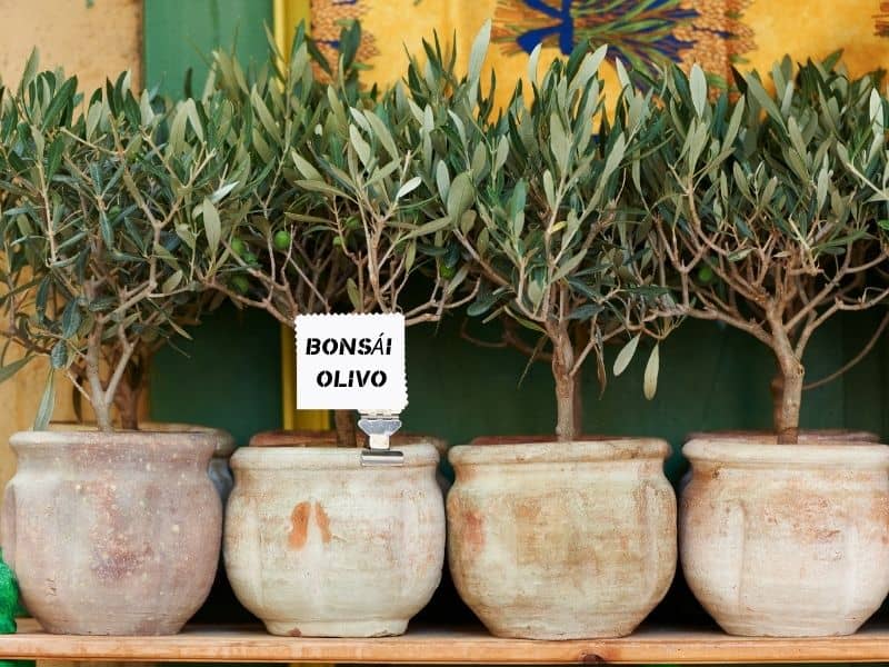Cómo preparar el olivo para convertirlo en un bonsái