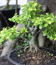 tipos de sustratos para bonsai