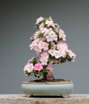 Planta del bonsái