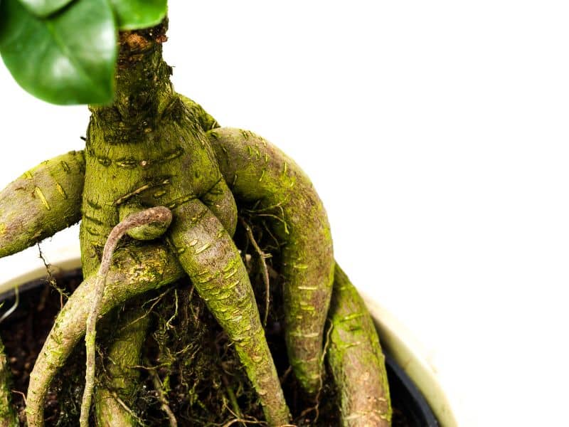 bonsái ficus gigante