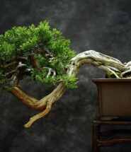 bonsai seco