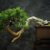 bonsai seco