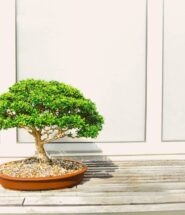 cuanto tarda en crecer un bonsai
