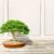 cuanto tarda en crecer un bonsai