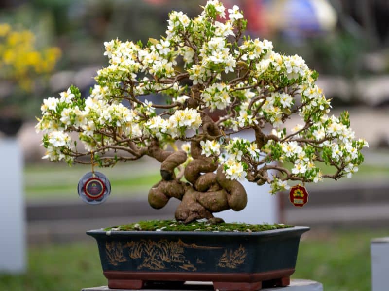 bonsai almendro en flor