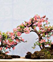 bonsai con flores