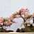 bonsai con flores