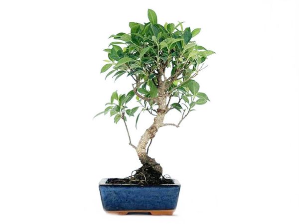 Bonsái ficus ginseng de 6 años