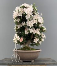 Cuidados del bonsái azalea