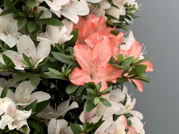 Bonsái azalea florecido
