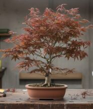 Acer palmatum Arce japones
