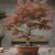 Acer palmatum Arce japones