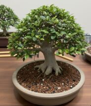 Sustrato para un bonsái ficus