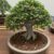 Sustrato para un bonsái ficus